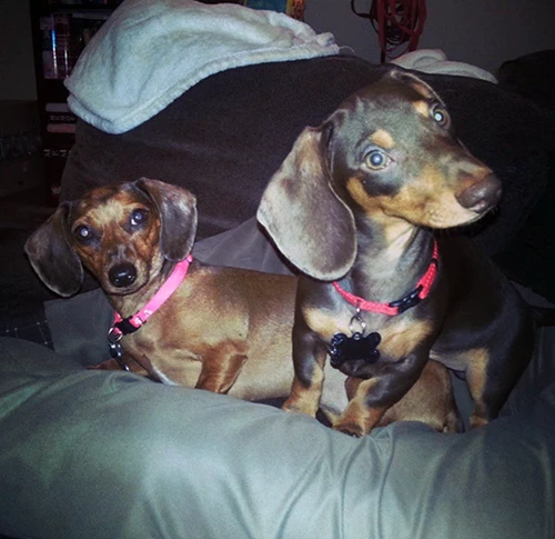 Ginger and Gerrard as puppies